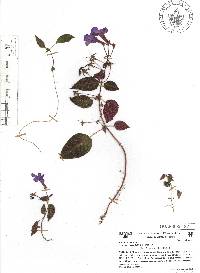 Achimenes grandiflora image