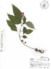 Achimenes heterophylla image