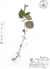 Achimenes antirrhina image