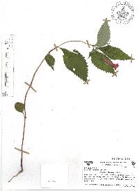 Achimenes heterophylla image