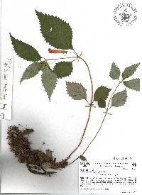 Achimenes heterophylla image