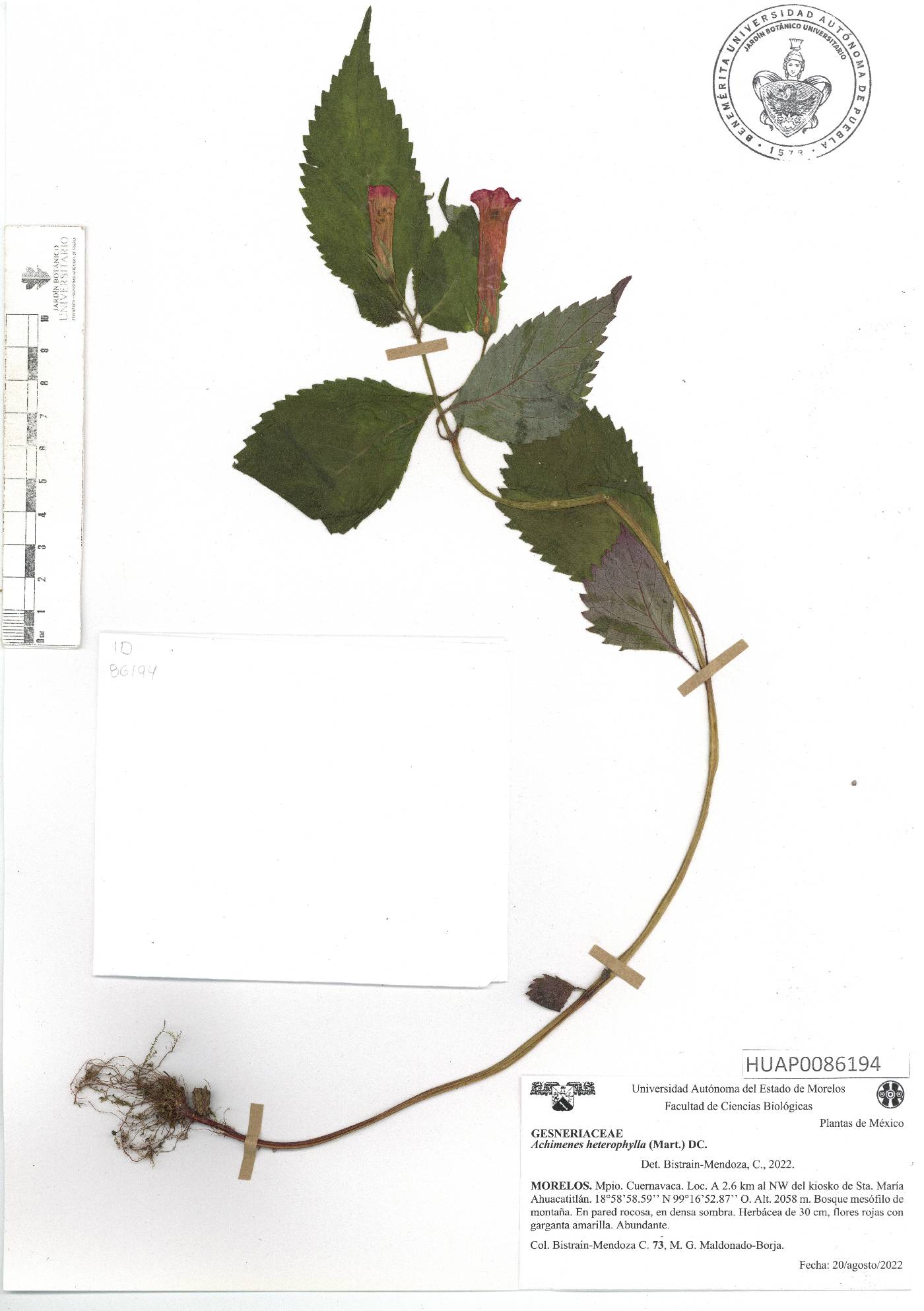 Achimenes heterophylla image