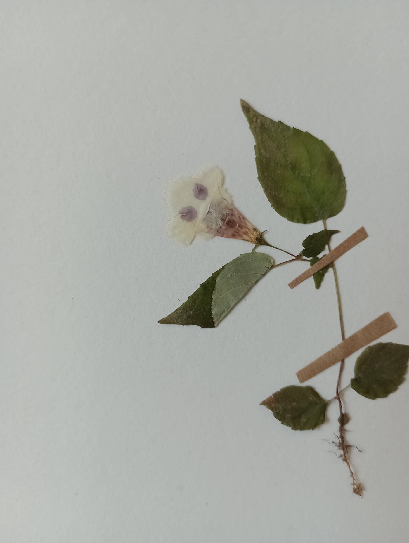 Achimenes fimbriata image