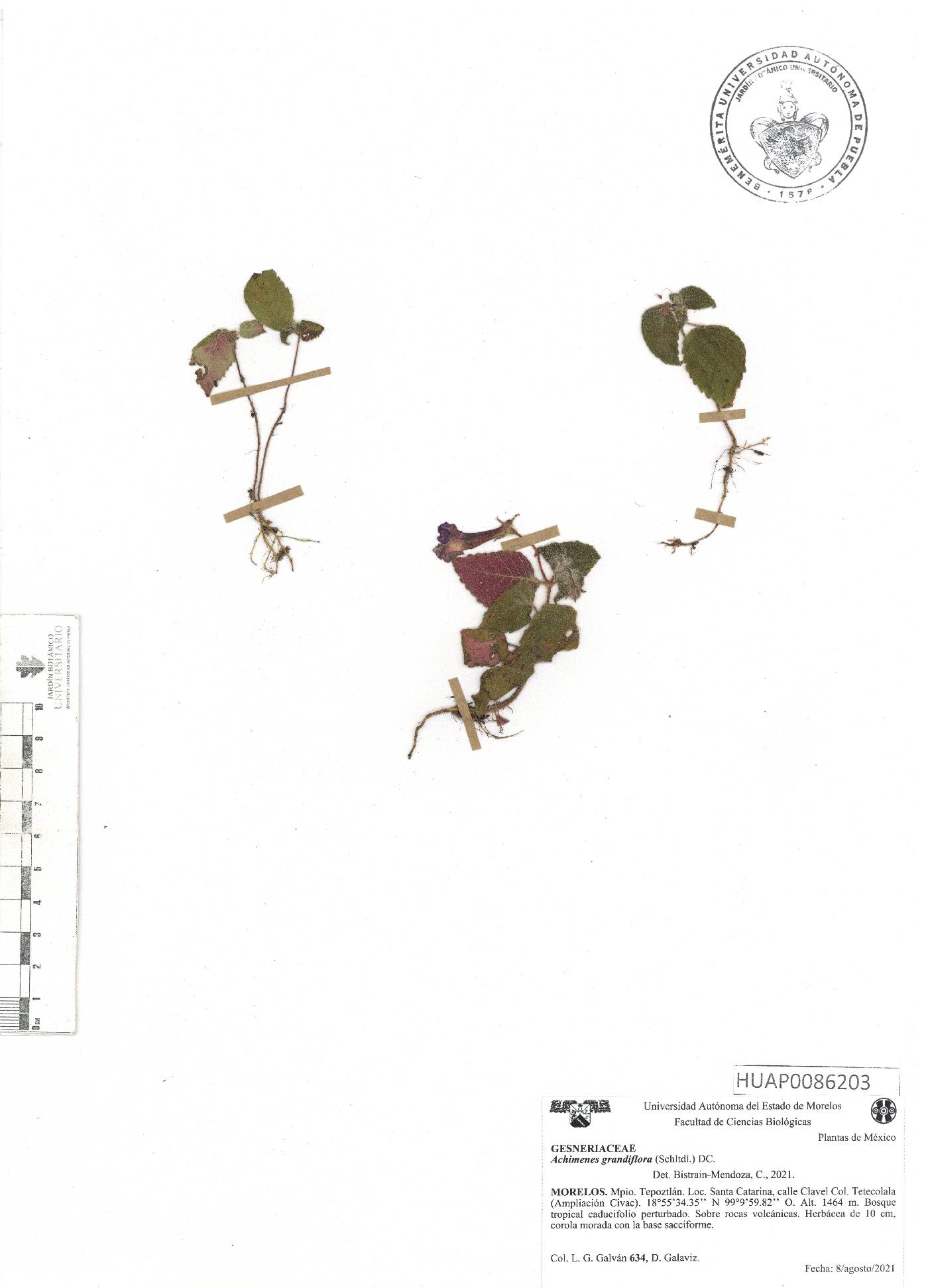 Achimenes grandiflora image