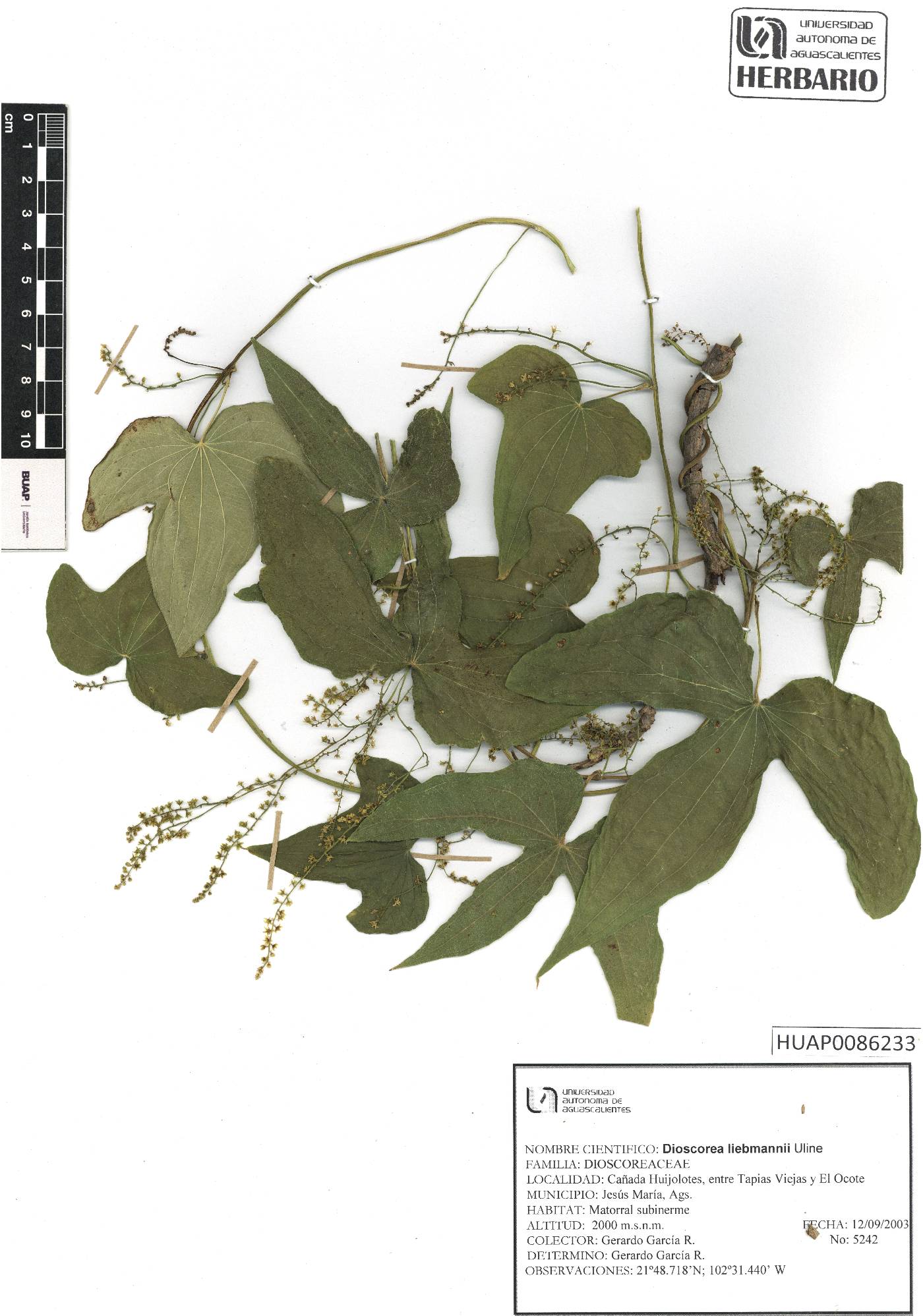 Dioscorea liebmannii image