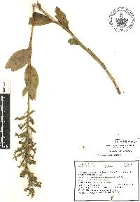 Habenaria strictissima image