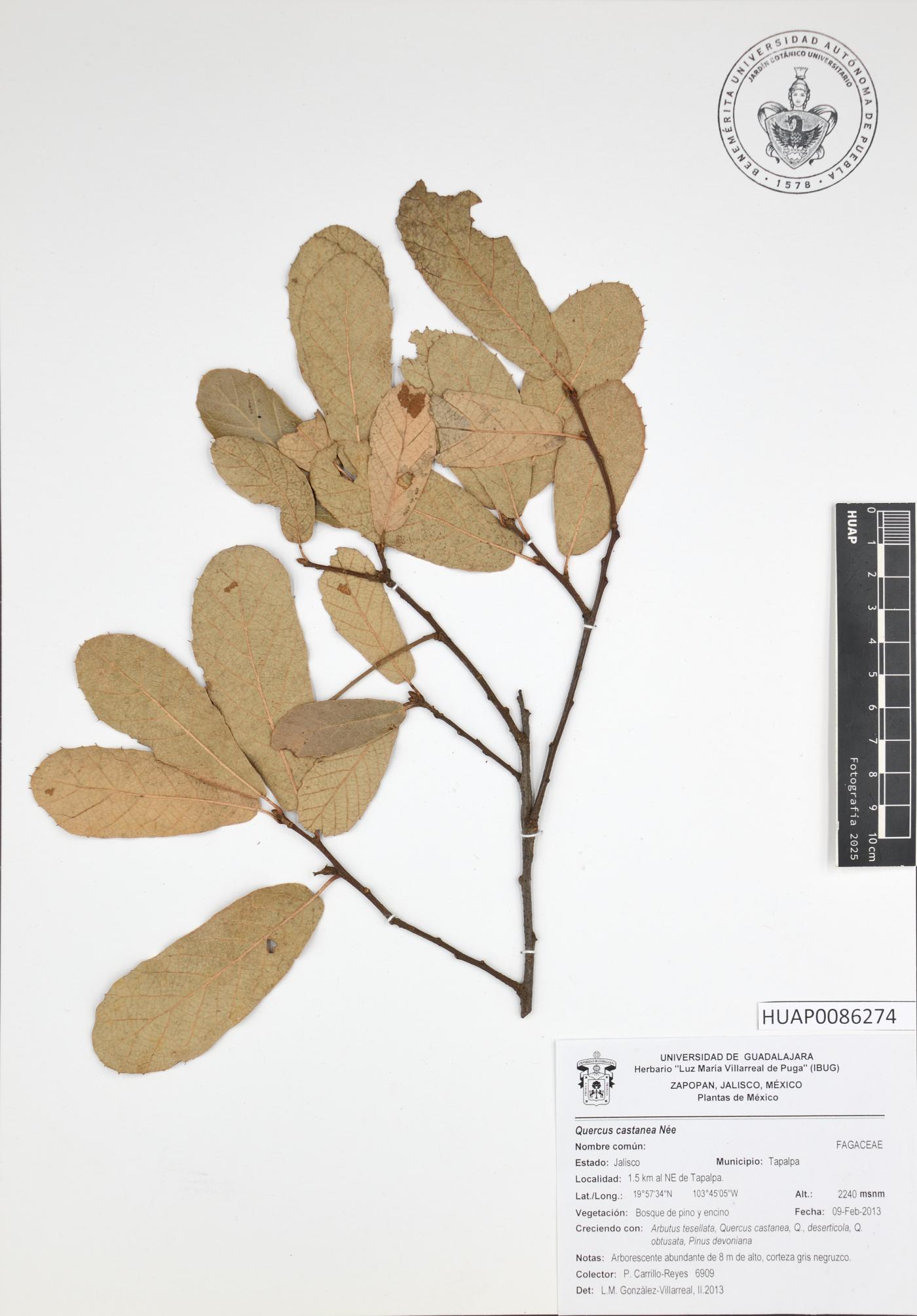 Quercus castanea image