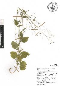 Lobelia cordifolia image