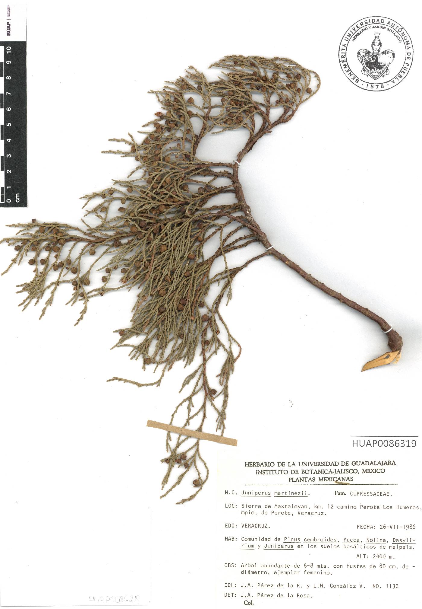 Juniperus martinezii image