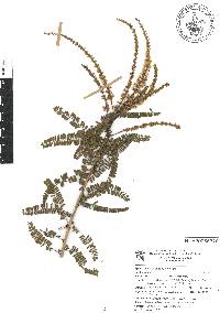 Eysenhardtia orthocarpa image