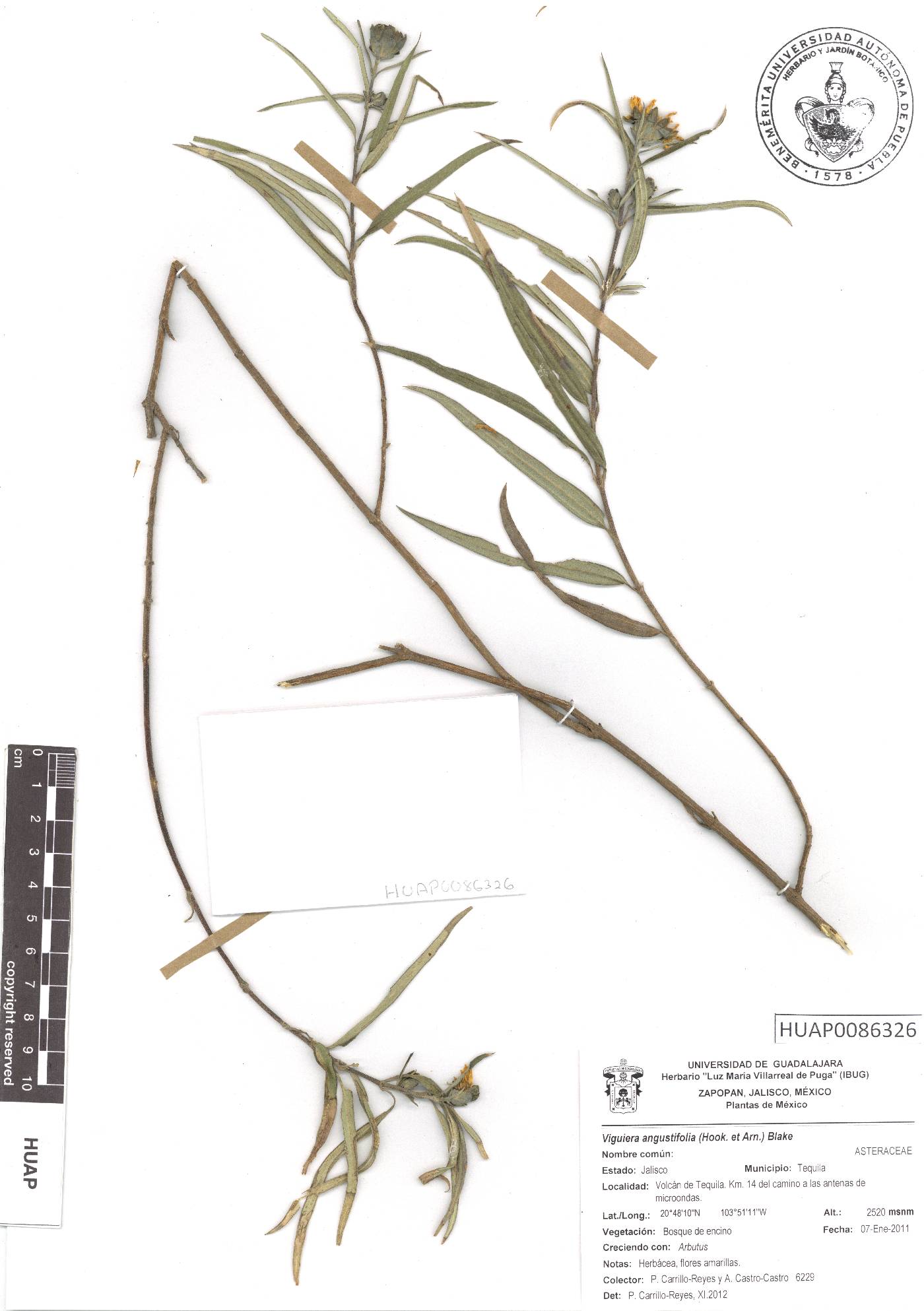 Aldama angustifolia image