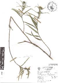 Image of Aldama angustifolia