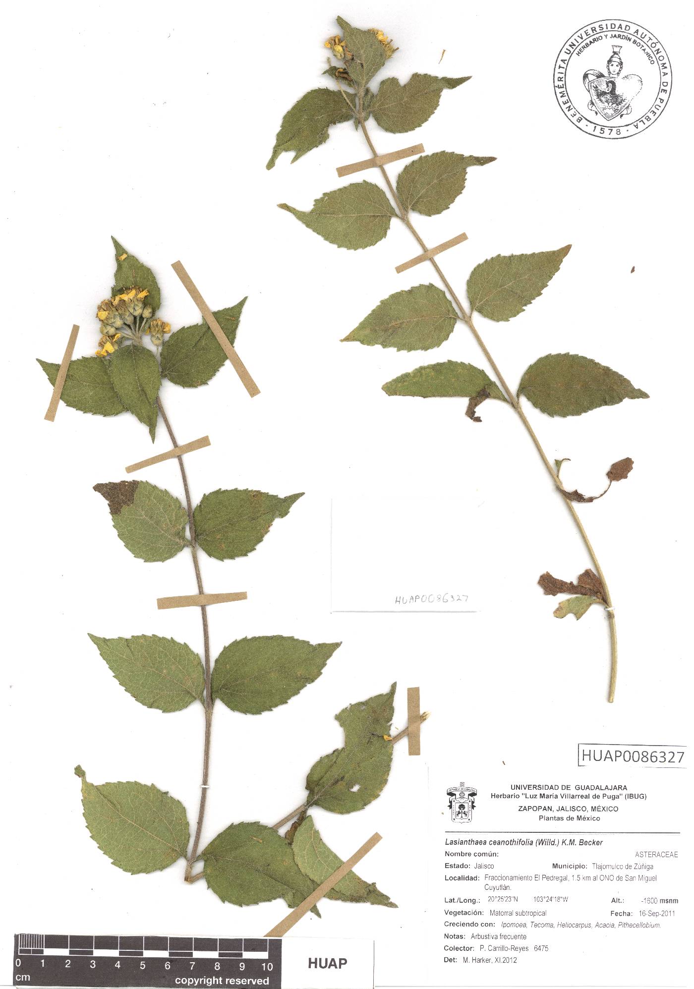 Lasianthaea ceanothifolia image