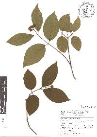 Viburnum microphyllum image