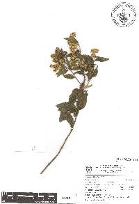 Calea urticifolia image