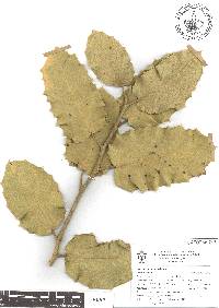 Hyperbaena ilicifolia image