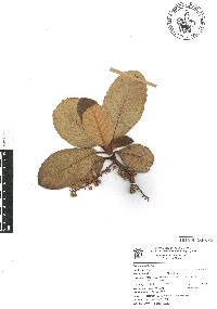 Clethra rosei image