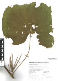 Lepianthes peltata image