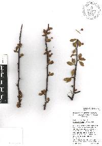 Bursera biflora image