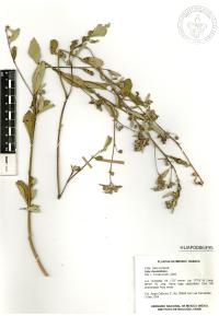 Sida rhombifolia image