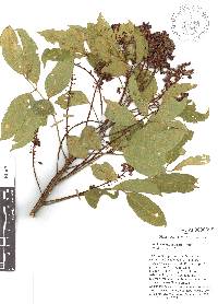 Image of Lonchocarpus robustus