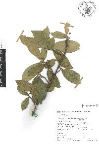 Cleyera integrifolia image