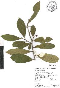 Cleyera integrifolia image