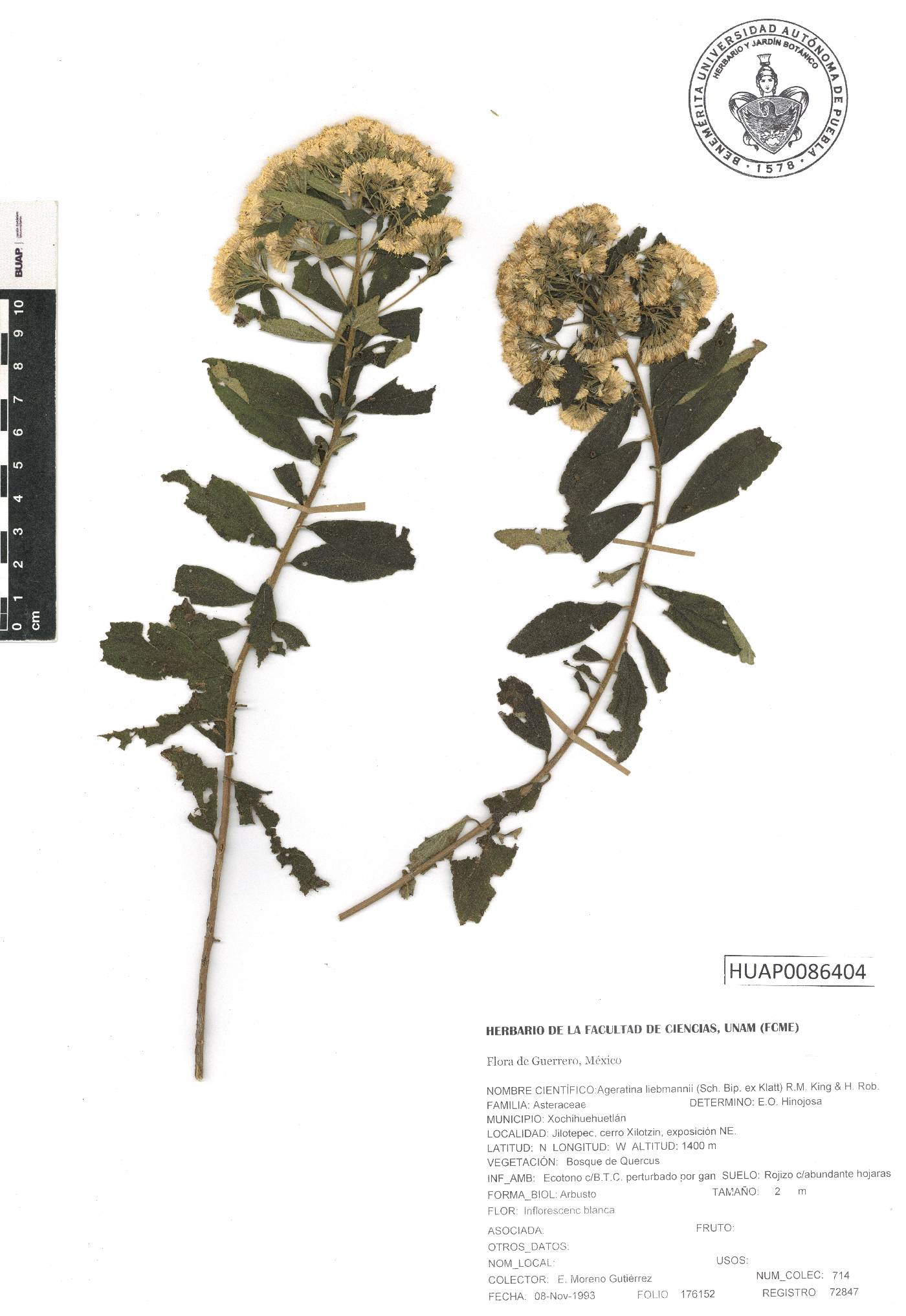 Ageratina liebmannii image