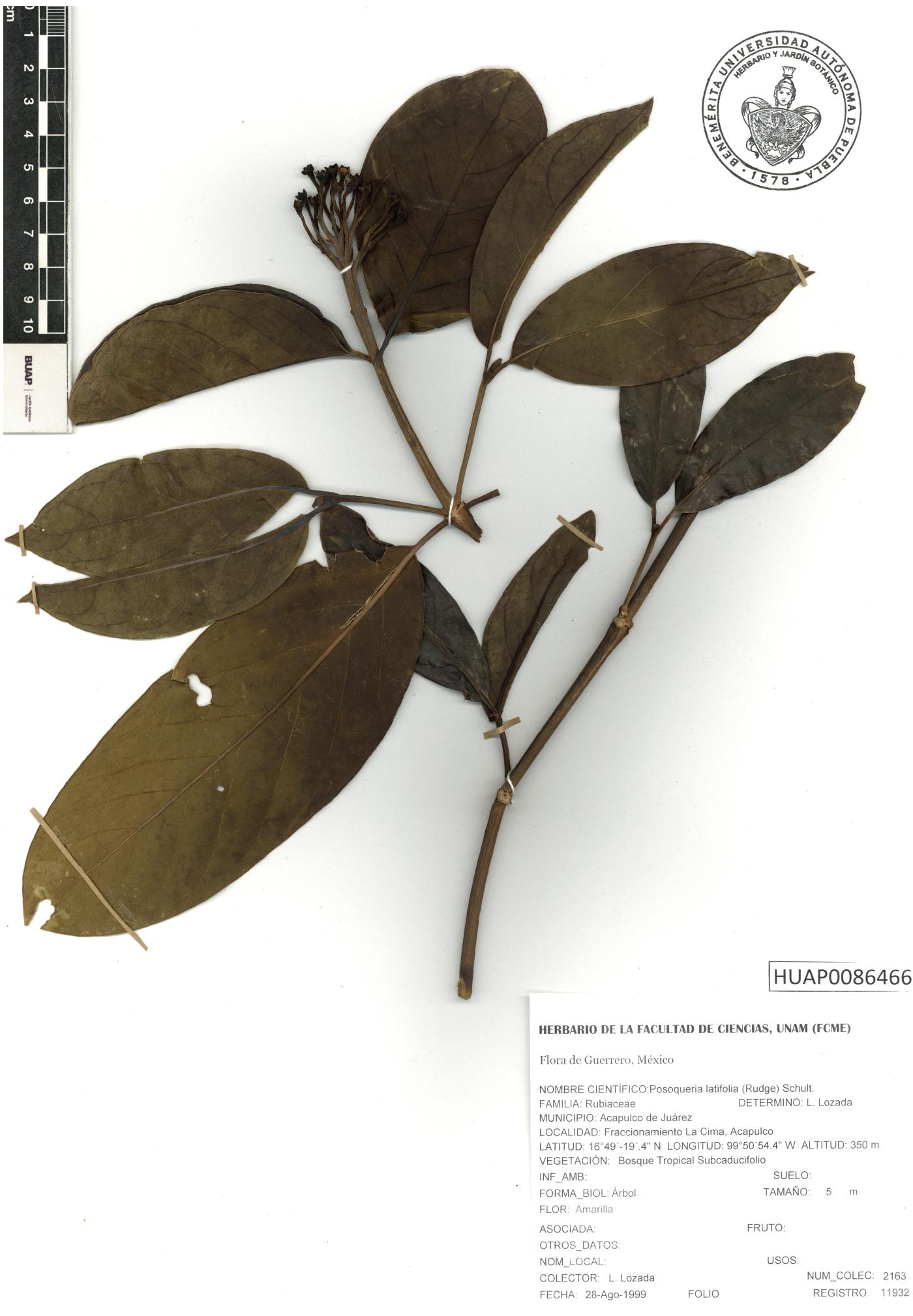Posoqueria latifolia image