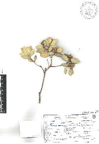 Quercus sebifera image