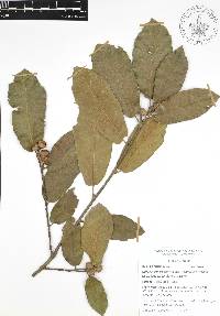 Quercus acherdophylla image