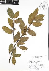 Quercus acherdophylla image