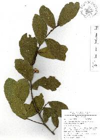 Quercus acherdophylla image