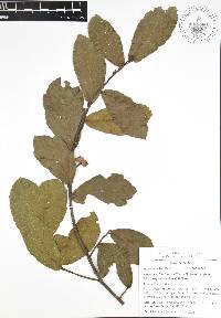 Quercus acherdophylla image