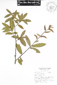 Quercus acherdophylla image