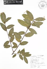 Quercus acherdophylla image