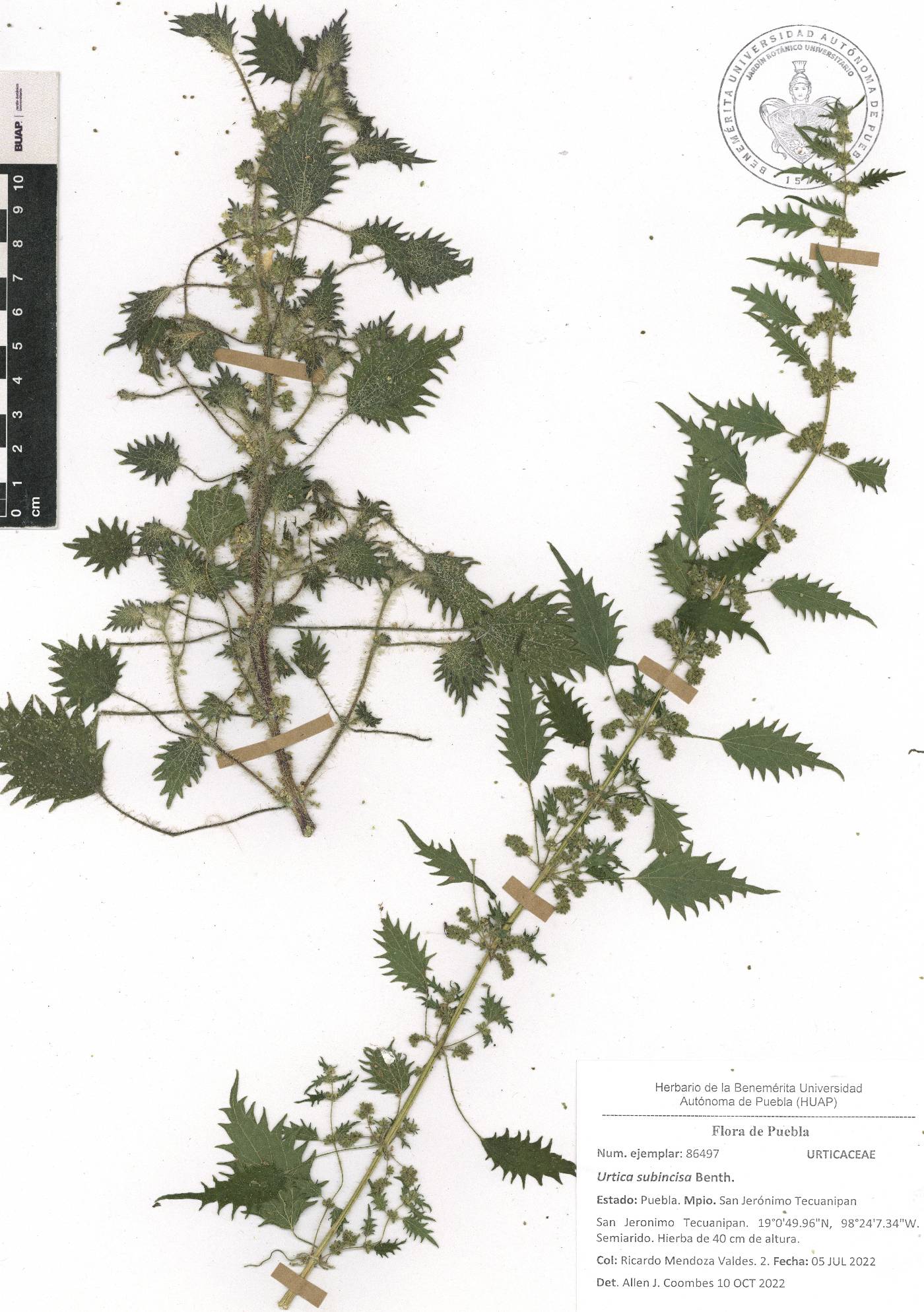 Urtica subincisa image