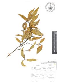 Quercus affinis image