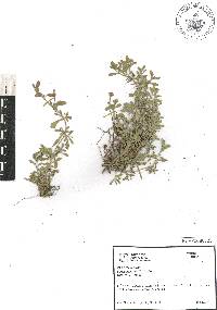 Phyla nodiflora image