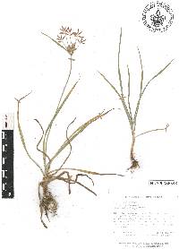 Cyperus rotundus image