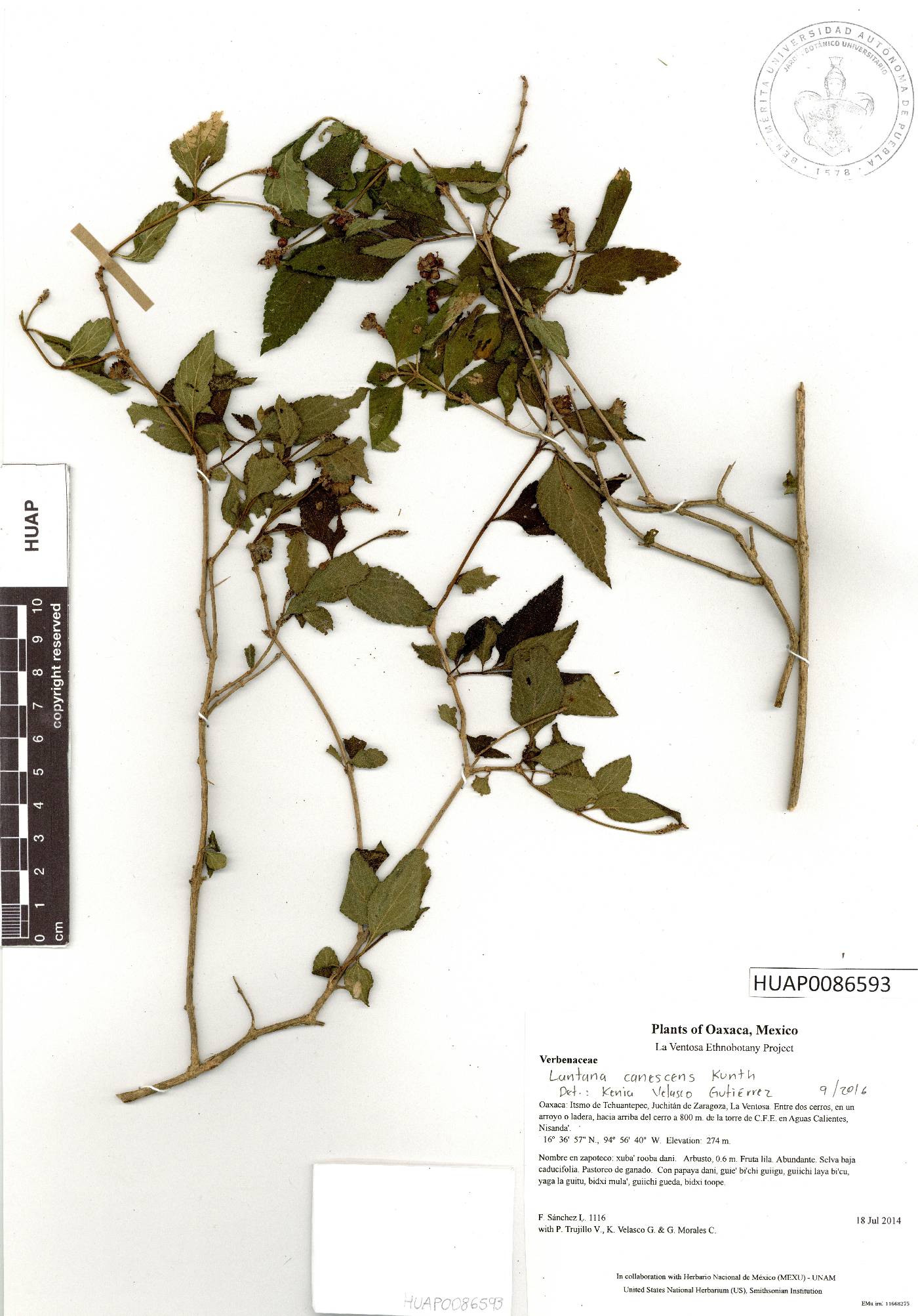 Lantana canescens image
