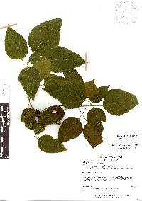 Acalypha schiedeana image