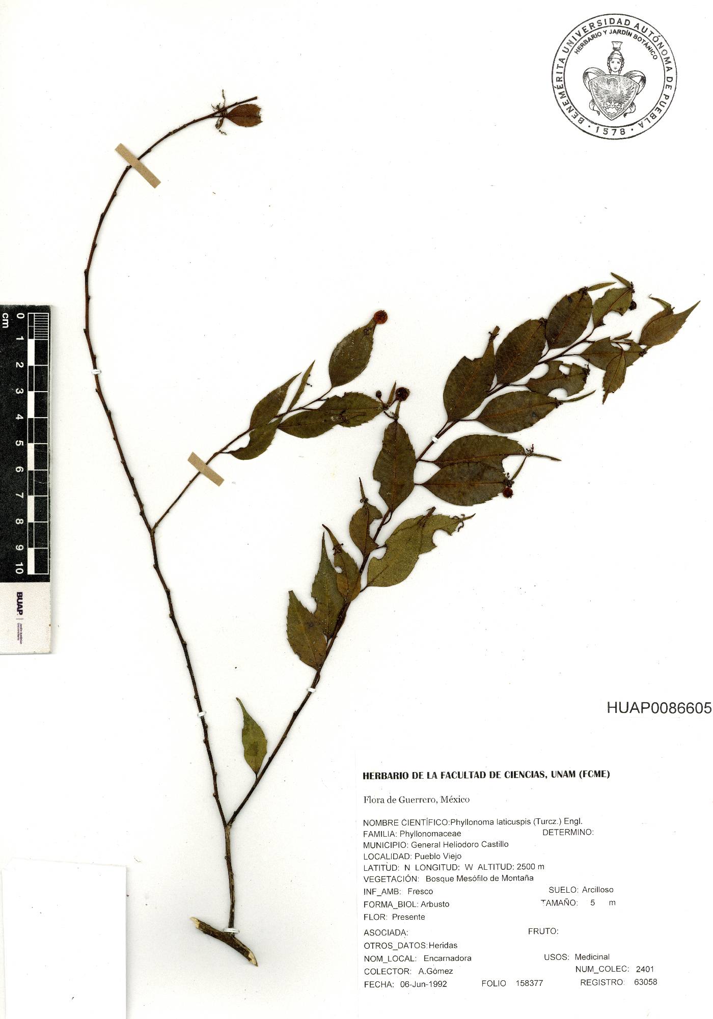 Phyllonomaceae image