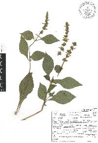 Salvia xalapensis image