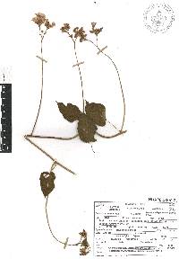 Jacquemontia pentanthos image