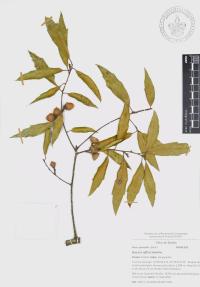 Quercus affinis image