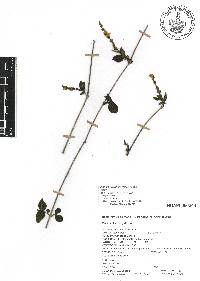 Justicia breviflora image