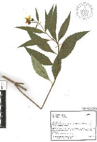 Electranthera mutica image