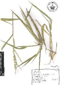 Urochloa plantaginea image