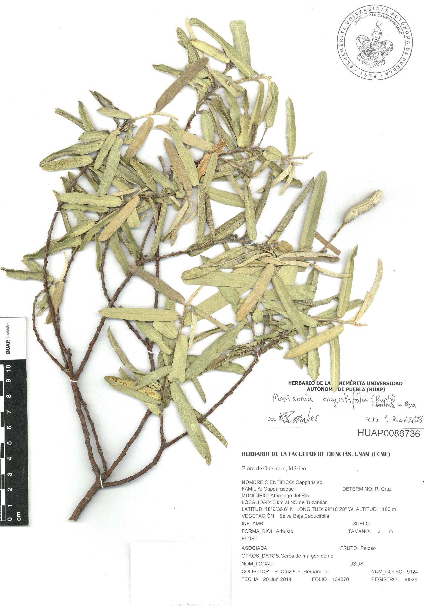 Quadrella angustifolia image